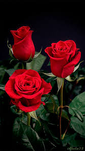 Check spelling or type a new query. Red Rose Gifs Get The Best Gif On Giphy