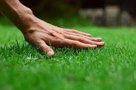 Our team of lawn care experts create a custom fertilizer blend that is both good for the environment and safe for your family and pets. Grow Tips Inch S Natural Lawn Care