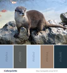 color palette theme related to fauna image mammal mink mustelidae organism otter sea otter snout terrestrial animal wildlife otters mammals sea otter