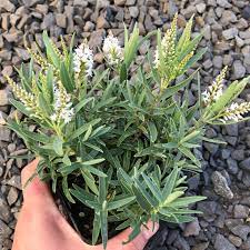 Xéneru de plantes (ast) hebe (it); Hebe Recurva Boughton S Silver 4 5 Pot Little Prince To Go