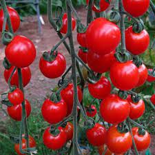 Maybe you would like to learn more about one of these? Cherry Tomate Supersweet 100 F1