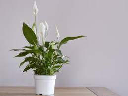 Spathiphyllum wallisii is a smaller peace lily, reaching only 12 inches tall. How To Grow And Care For Peace Lily Plants Hgtv