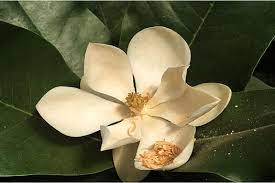 For small baskets, the trailing flowers planted at the basket's edge will cover the sides within a few weeks, but larger baskets need some trailers. Puerto Vallarta S Official Tree Flowers For The First Time Casa Bay Villas