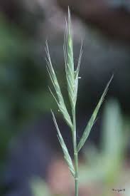 Image result for Tragus koelerioides