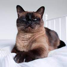 Chocolate Brown Siamese Cat On Instagram In Case You Can T Tell I M Judging You Judging Siamesecatsofinstagr Siamese Cats Blue Point Siamese Cats Cats