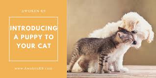 In honor of that, i'd like to take some time today to discuss how to safely introduce a new puppy to your cat. Introducing A Puppy To Your Cat Made Easy Awokenk9 Com