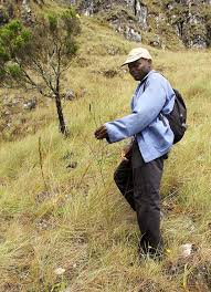 Image result for Thesium dolichomeres