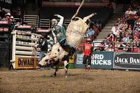Image result for bull riding