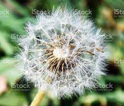 Close Up Picture Of A Dandelion Flower Stock Images Free Photo Dandelion