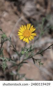 Image result for Hirpicium bechuanense