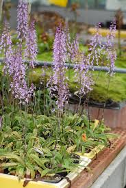 Image result for Stenoglottis