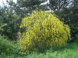Maybe you would like to learn more about one of these? Shrub Wikipedia