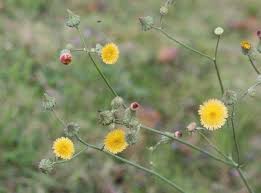 野生植物 苦苣菜 五張圖 我的空中花園 1 pchome 個人新聞台 wild flowers plants flowers