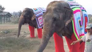 How do you spell elephant ? Rescued Elephants Get Giant Sweaters To Keep Them Warm During Cold Spell In India Abc News