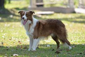 Clearance Puppy Finding Her Border Collie Philippines Facebook