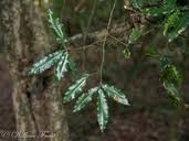 Image result for Ochna arborea