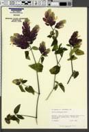 Image result for Justicia buchholzii