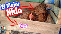 Como Hacer un Nido con Cajas de Frutas para Encluecar Gallinas 🐔 Muy Facil