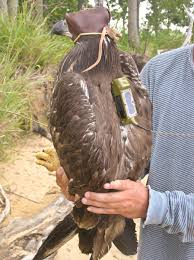 It is the duty and the responsibility of every person involved in the food sector, from a farmer to a distributor and shop owner, to make sure not to sell something that would be harmful to the human body. Young Eagles Are More Likely To Eat Junk Food The Center For Conservation Biology
