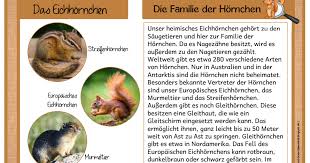 Wissenskartei Eichhornchen Pdf Wald Grundschule Ideen Fur Das Klassenzimmer Sachgeschichten