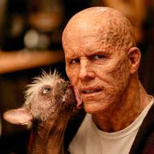 Deadpool & Wolverine: Reynolds schreibt hässlichen Hund ins Drehbuch |  STERN.de