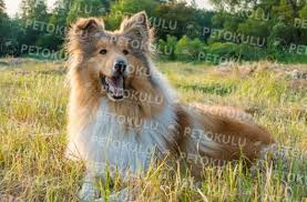 Cok Zeki Bir Kopek Collie Kopegi Egitimi Ve Ozellileri Collie Malinois Kopek