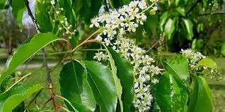 That's 90 times the amount that washington, d.c. Wild Black Cherry Flowering Time Description Seasonal Development And General Distribution In Missouri