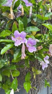 Image result for Bignonia callistegioides