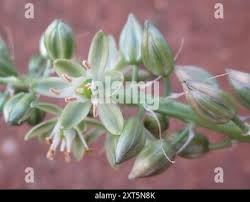Image result for Albuca virens