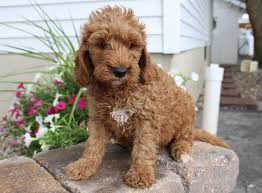 We plan our limited litters, and space fills quickly. Pin On My Saves