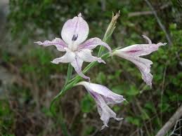 Image result for Gladiolus zambesiacus