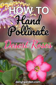 Pin On Plant Care