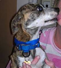 Hey im new and i started a group called boxer puppy lovers. Ten Boxer Puppies Looking For Loving Homes Matawan Nj Patch