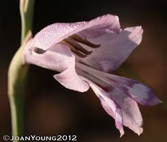 Image result for Gladiolus crassifolius