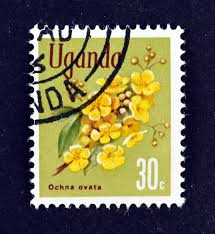 Image result for Ochna ovata