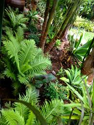 Silver Lady Ferns Growing Just Outside The Deck They Re Loving It Tuin Ideeen