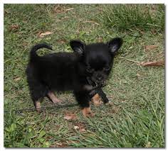 How To Raise A Chihuahua Puppy