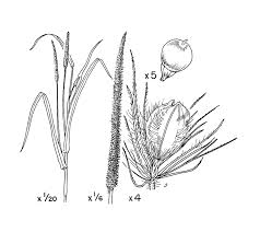 Image result for Cenchrus americanus