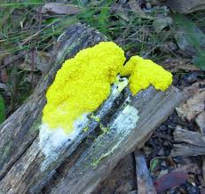 It occurs naturally in a moist and warm environment. Yellow Fungi Fungus Heres One I Haven T Seen Before It Ap Flickr