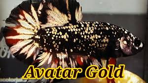 It has been developed to give it a different shine and color, but with the copper gold avatar that is shiny and with a unique point on the body. Ikan Cupang Avatar Copper Gold Youtube