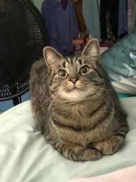 Of Course I Ve Been Good While You Ve Been Gone Would This Face Lie Cute Cats Cats Cute Animals