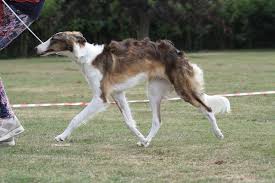 Check spelling or type a new query. Puppies Kushbudar Silken Windhounds