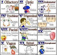 The cranial nerves are part of the peripheral nervous system this diagram labels the cranial nerves. Ace Nursing On Twitter Easy Way To Remember The Cranial Nerves Nursingschool Nclex Http T Co Lhu3lraey0 Http T Co 6ffwxqcbvz