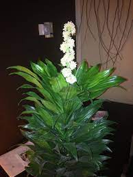 Plant Database Entry For Dracaena Dracaena Fragrans Janet Craig Compacta With 19 Images One Comment And 23 Data Plants Dracaena Plant Dracaena Plant Care