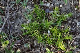 Image result for Thesium multiramulosum