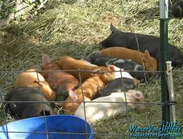 Image result for site:sugarmtnfarm.com trough OR barrel OR feeder OR tank OR waterer OR whey