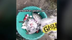 We did not find results for: Viral Ikan Nila Beli Di Pasar Bisa Hidup Lagi Direndam Pakai Air Garam Dan Bumbu Dapur