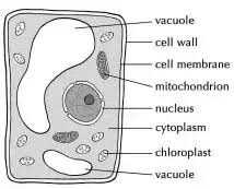 A very large vacuole found in mature plant cells. What Is The Purpose Of A Cell Vacuole Quora