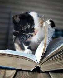 Cat Reading Books (@catreadingbooks) / X