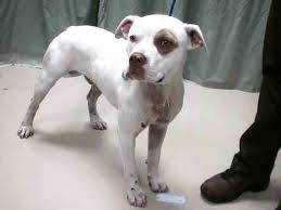 Check spelling or type a new query. White Red Nose With Red Eye Patch Male Pit Bull Solid Whit Flickr